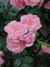 c est une tres belle fleur